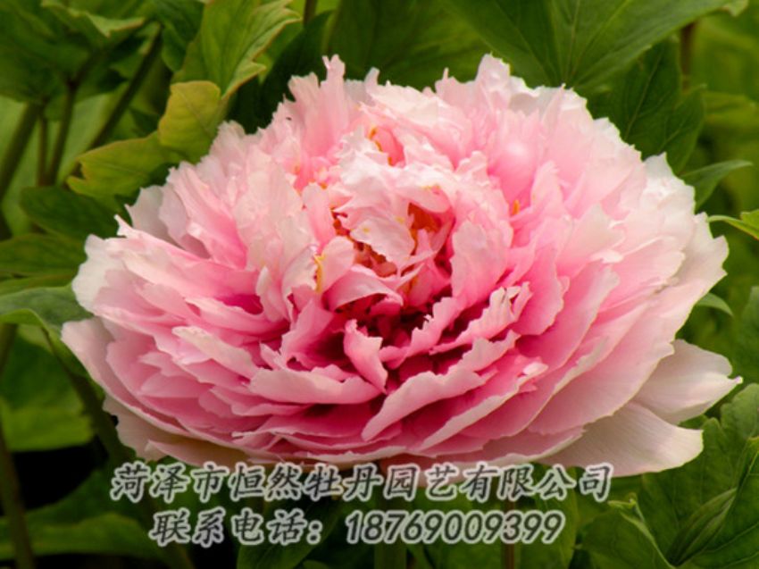 點(diǎn)擊查看詳細(xì)信息<br>標(biāo)題：粉色牡丹 閱讀次數(shù)：2000