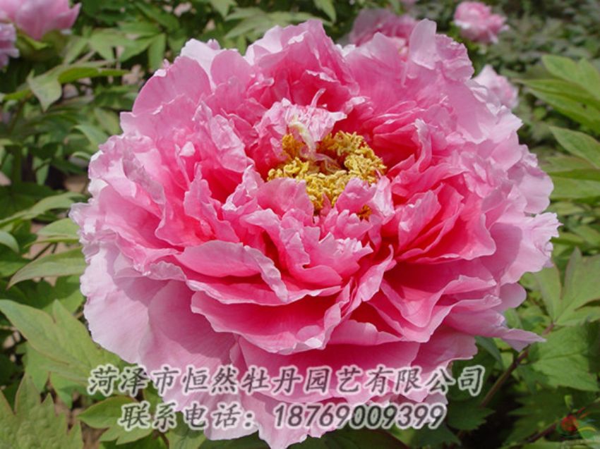點(diǎn)擊查看詳細(xì)信息<br>標(biāo)題：粉色牡丹 閱讀次數(shù)：1972
