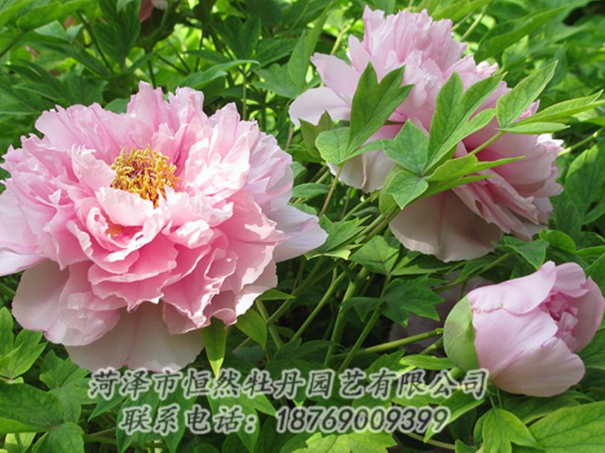 點(diǎn)擊查看詳細(xì)信息<br>標(biāo)題：粉色牡丹 閱讀次數(shù)：1807