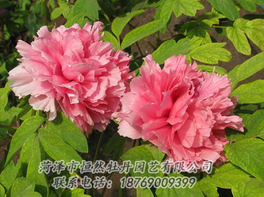 點(diǎn)擊查看詳細(xì)信息<br>標(biāo)題：粉色牡丹 閱讀次數(shù)：1776