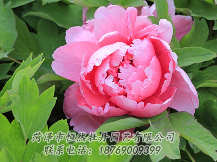 點(diǎn)擊查看詳細(xì)信息<br>標(biāo)題：粉色牡丹 閱讀次數(shù)：1732