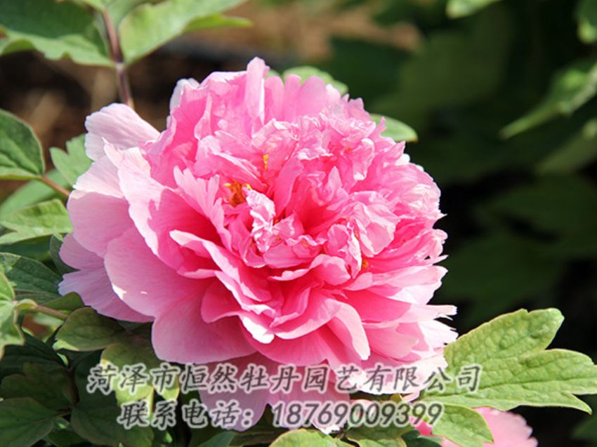 點(diǎn)擊查看詳細(xì)信息<br>標(biāo)題：粉色牡丹 閱讀次數(shù)：1768