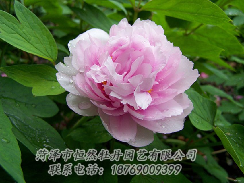 點(diǎn)擊查看詳細(xì)信息<br>標(biāo)題：粉色牡丹 閱讀次數(shù)：1852