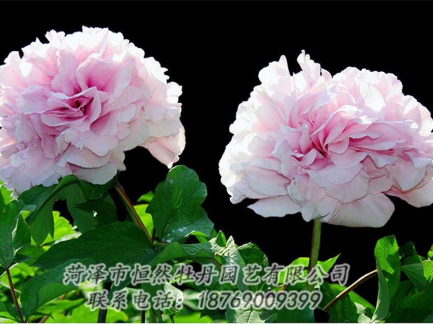 點(diǎn)擊查看詳細(xì)信息<br>標(biāo)題：粉色牡丹 閱讀次數(shù)：1821