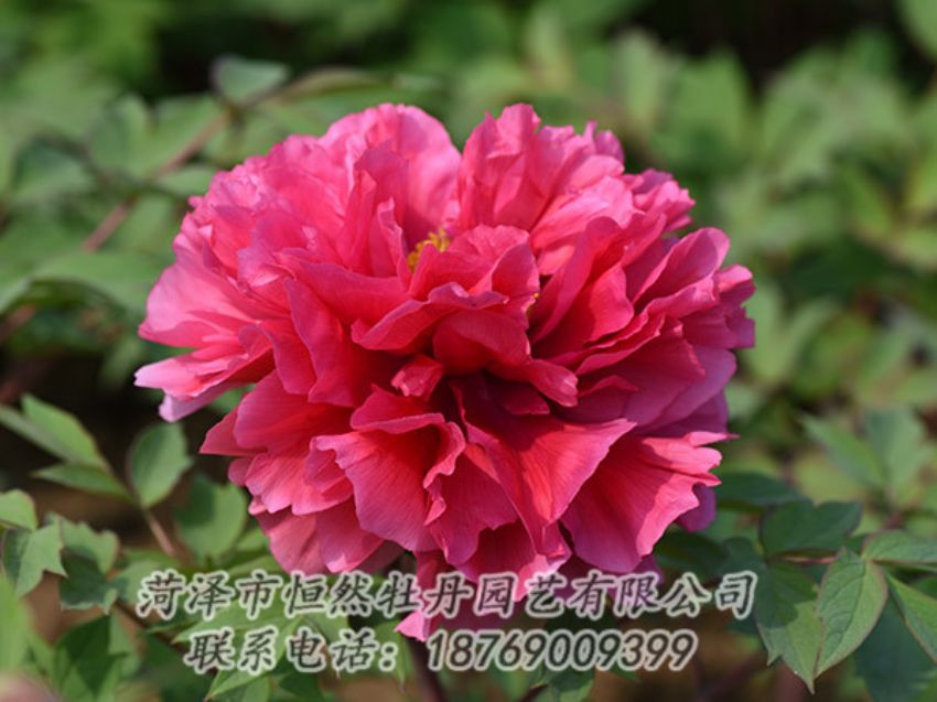 點擊查看詳細信息<br>標題：紅色牡丹 閱讀次數(shù)：1863