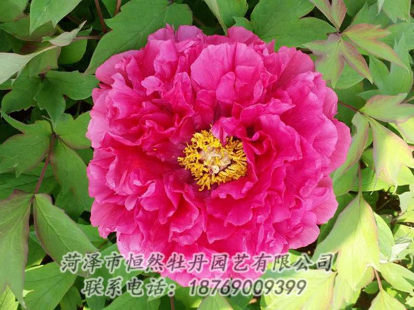 點擊查看詳細信息<br>標題：紅色牡丹 閱讀次數(shù)：1978