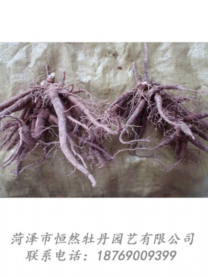點(diǎn)擊查看詳細(xì)信息<br>標(biāo)題：二年芍藥苗 閱讀次數(shù)：1935