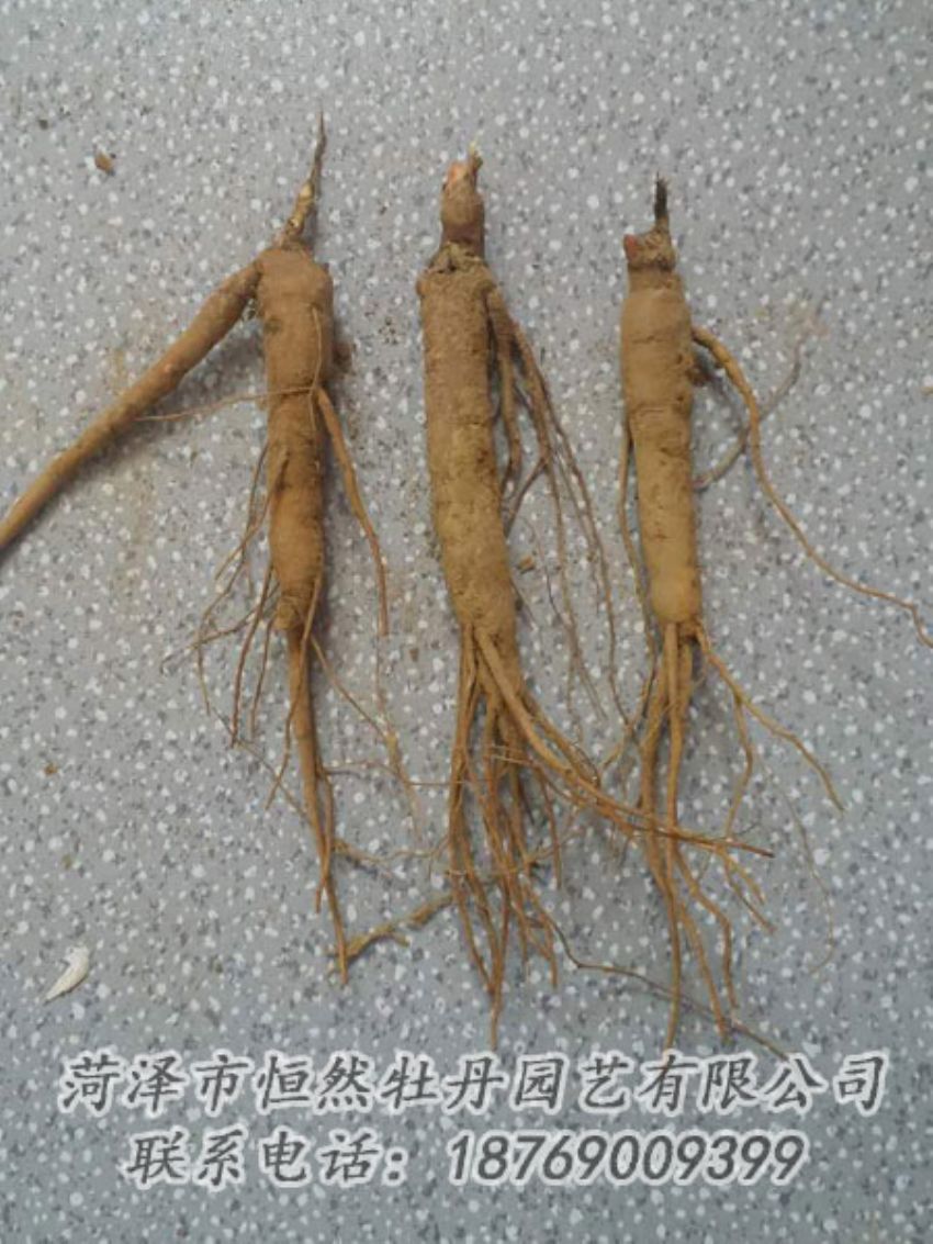 點(diǎn)擊查看詳細(xì)信息<br>標(biāo)題：芍藥苗 閱讀次數(shù)：2009