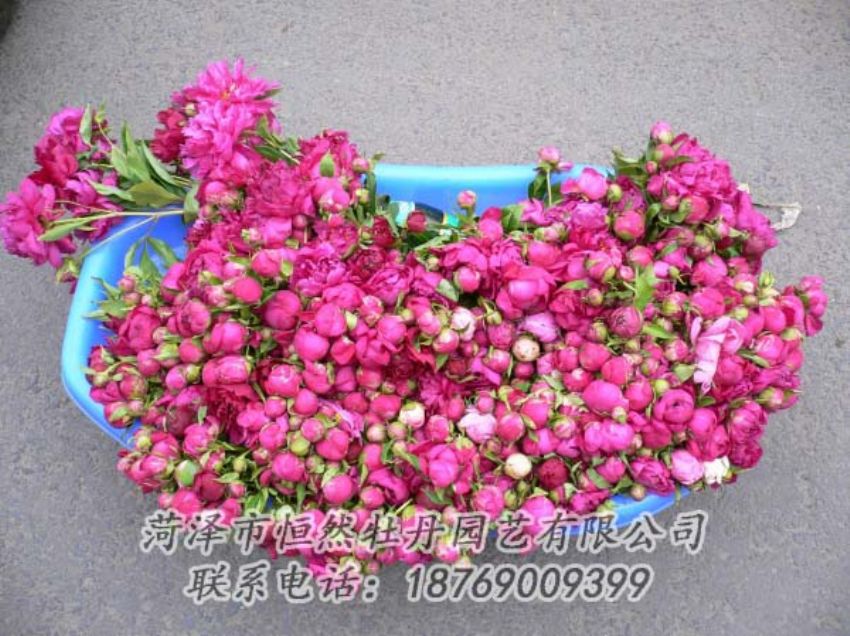 點(diǎn)擊查看詳細(xì)信息<br>標(biāo)題：芍藥切花 閱讀次數(shù)：1924