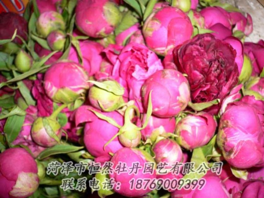 點(diǎn)擊查看詳細(xì)信息<br>標(biāo)題：芍藥切花 閱讀次數(shù)：1930