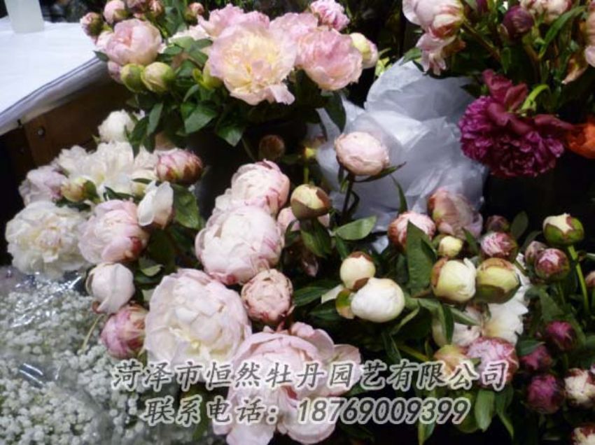點(diǎn)擊查看詳細(xì)信息<br>標(biāo)題：芍藥切花 閱讀次數(shù)：2065