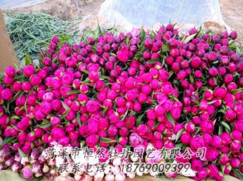 點(diǎn)擊查看詳細(xì)信息<br>標(biāo)題：芍藥切花 閱讀次數(shù)：2045