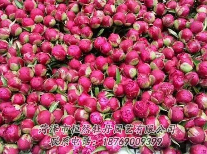 點(diǎn)擊查看詳細(xì)信息<br>標(biāo)題：芍藥切花 閱讀次數(shù)：2116