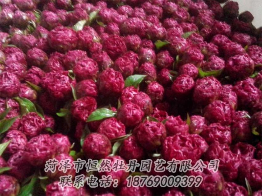 點(diǎn)擊查看詳細(xì)信息<br>標(biāo)題：芍藥切花 閱讀次數(shù)：1950