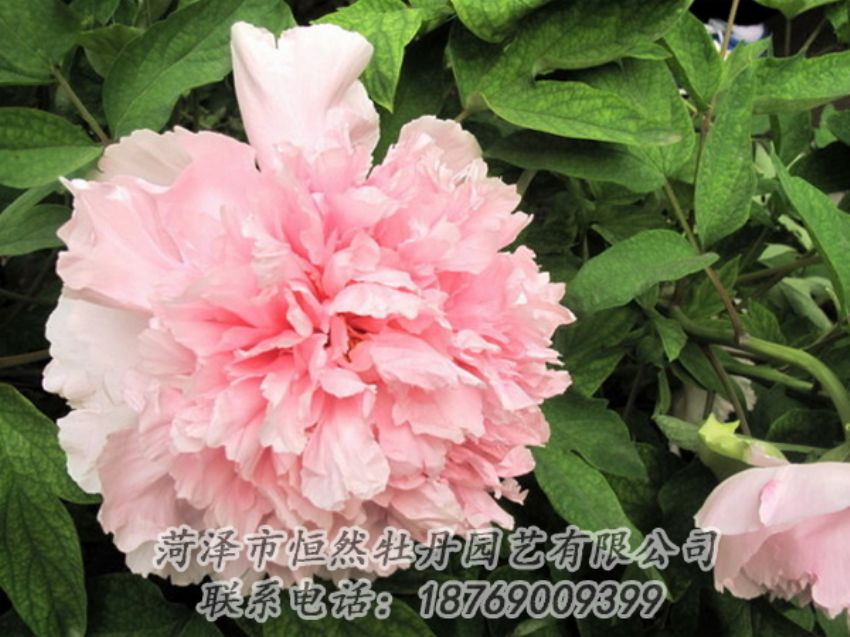 點(diǎn)擊查看詳細(xì)信息<br>標(biāo)題：粉色牡丹 閱讀次數(shù)：1797