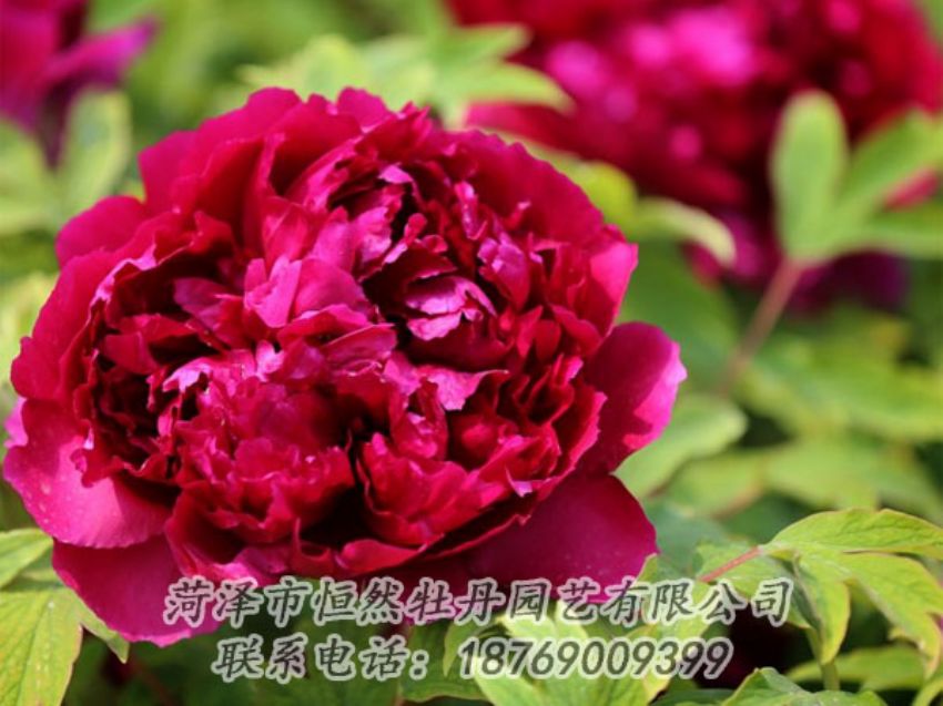 點(diǎn)擊查看詳細(xì)信息<br>標(biāo)題：黑色牡丹 閱讀次數(shù)：1882