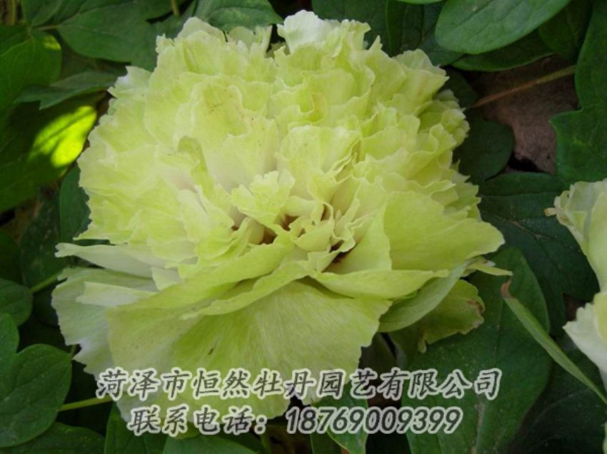 點(diǎn)擊查看詳細(xì)信息<br>標(biāo)題：綠色牡丹 閱讀次數(shù)：2004