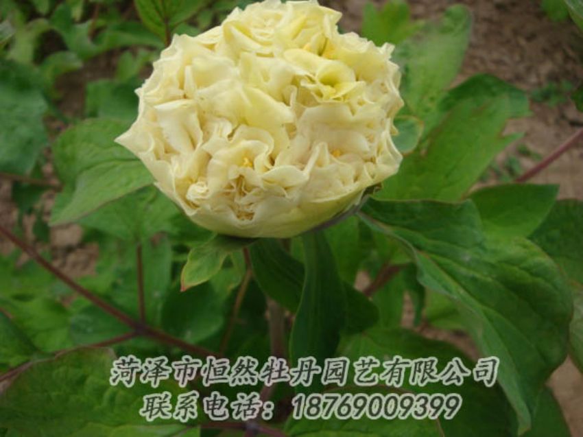 點(diǎn)擊查看詳細(xì)信息<br>標(biāo)題：黃色牡丹 閱讀次數(shù)：1931