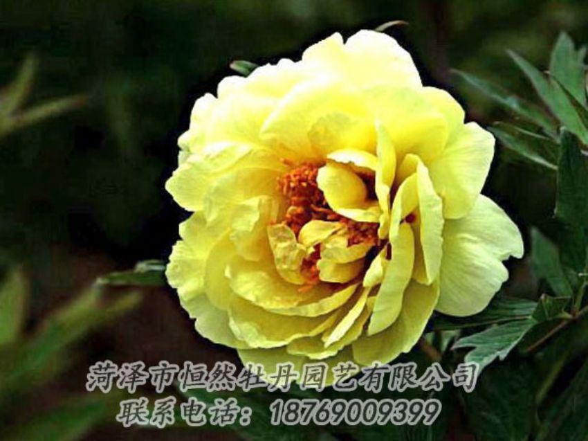 點(diǎn)擊查看詳細(xì)信息<br>標(biāo)題：黃色牡丹 閱讀次數(shù)：1812