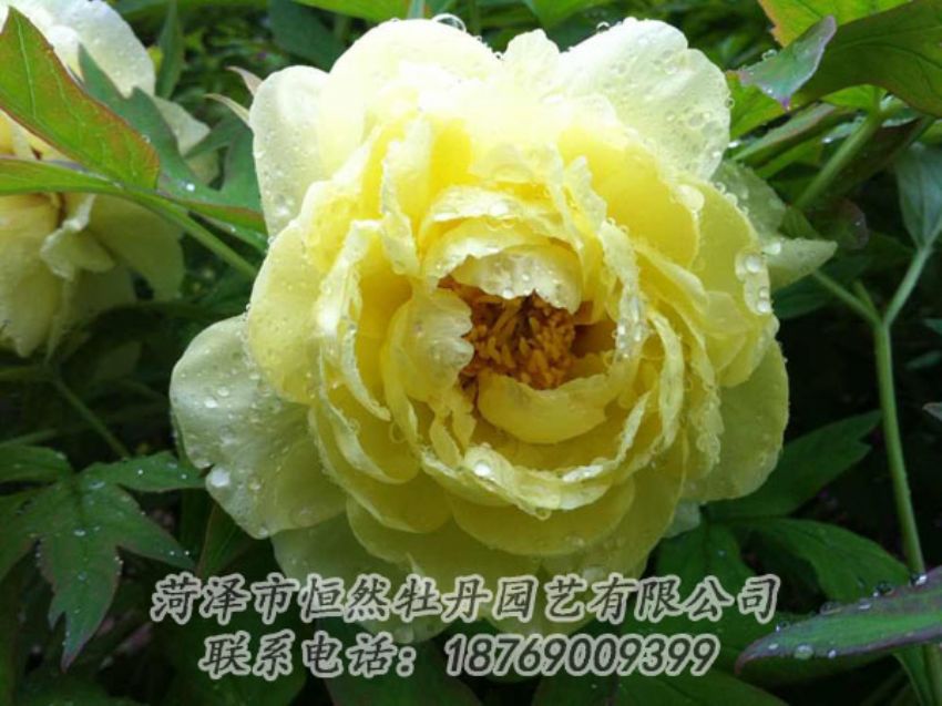 點(diǎn)擊查看詳細(xì)信息<br>標(biāo)題：黃色牡丹 閱讀次數(shù)：1817
