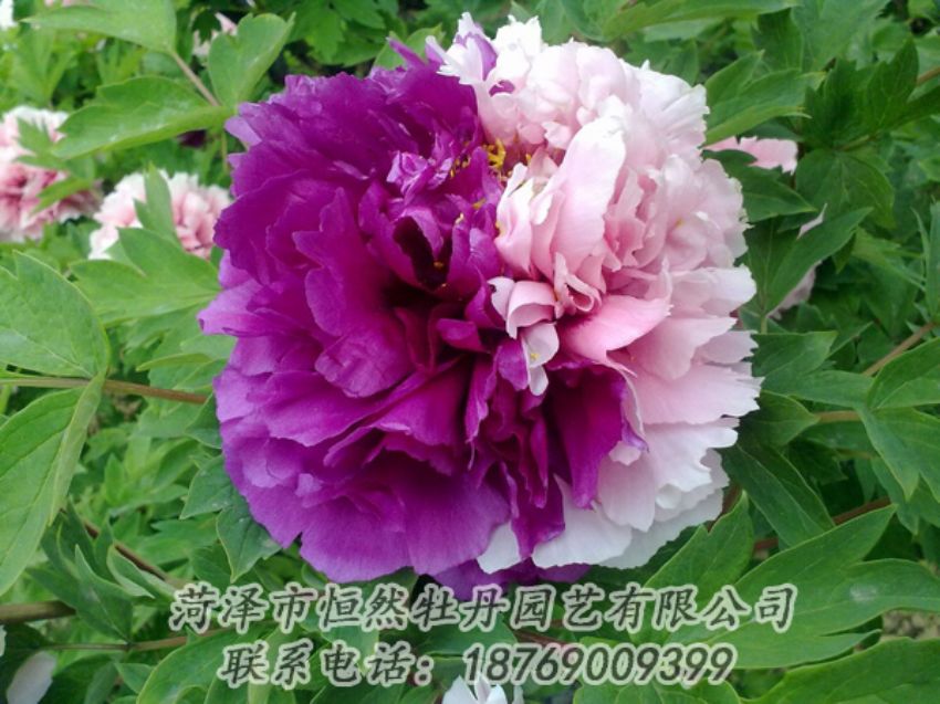 點(diǎn)擊查看詳細(xì)信息<br>標(biāo)題：復(fù)色牡丹 閱讀次數(shù)：1971