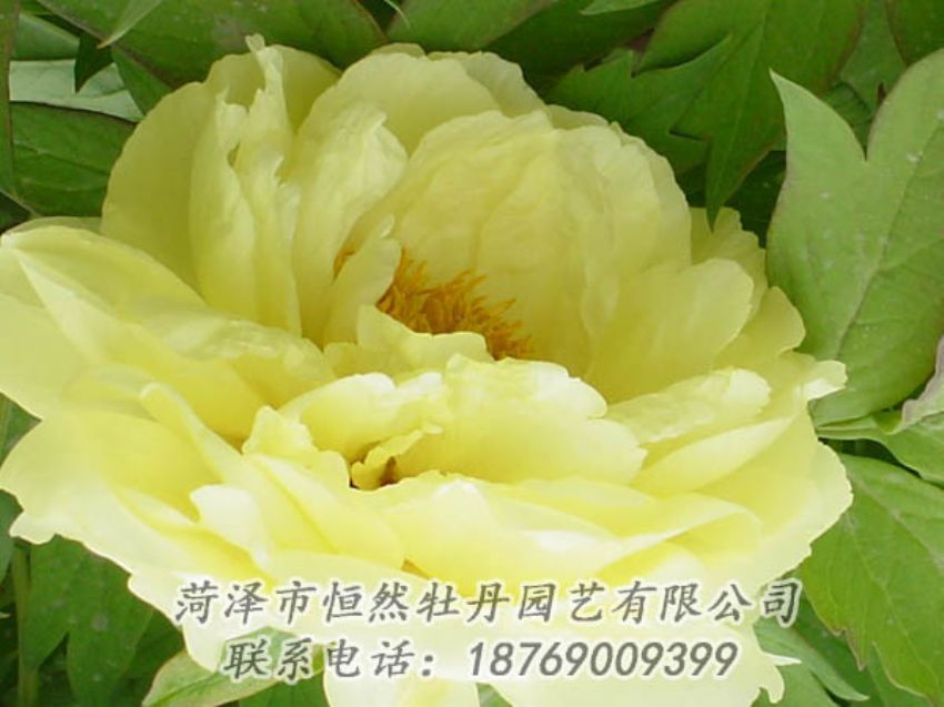 點(diǎn)擊查看詳細(xì)信息<br>標(biāo)題：黃色牡丹 閱讀次數(shù)：1906
