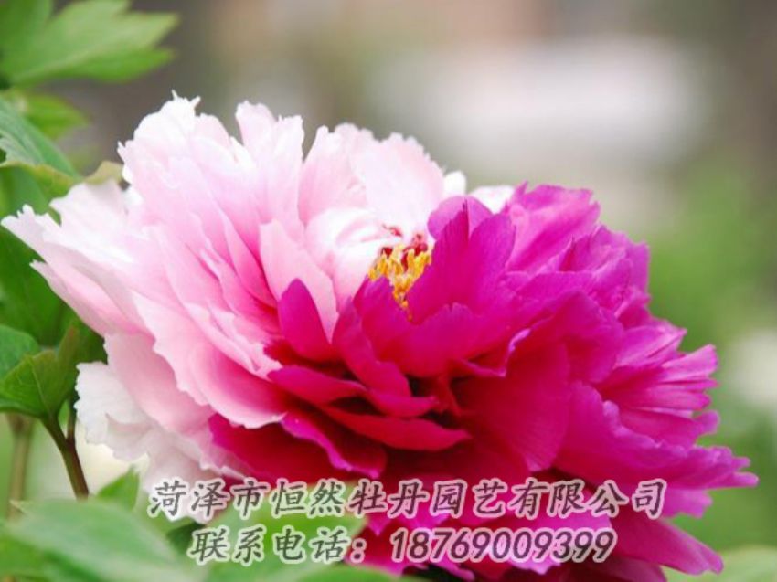 點(diǎn)擊查看詳細(xì)信息<br>標(biāo)題：花二喬 閱讀次數(shù)：1949