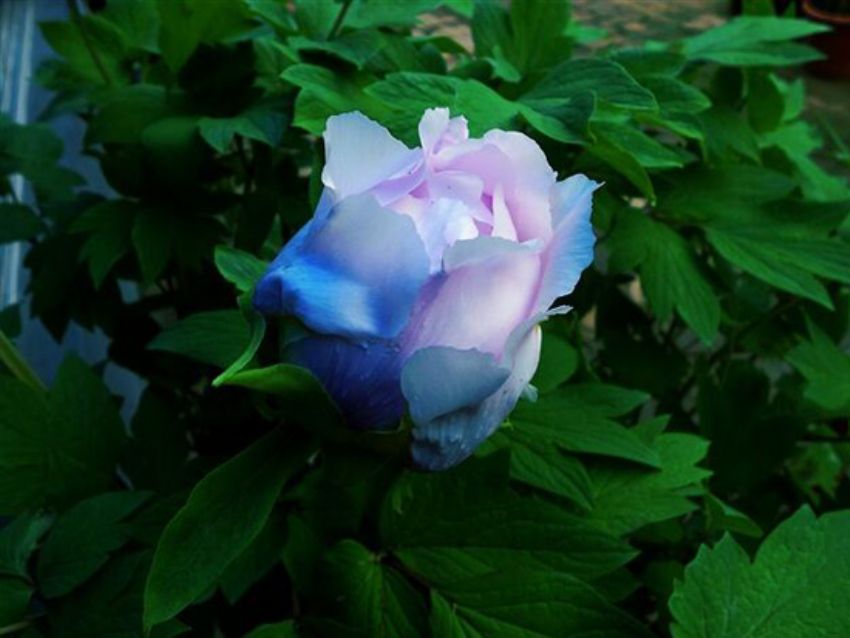 點(diǎn)擊查看詳細(xì)信息<br>標(biāo)題：藍(lán)花魁 閱讀次數(shù)：2147