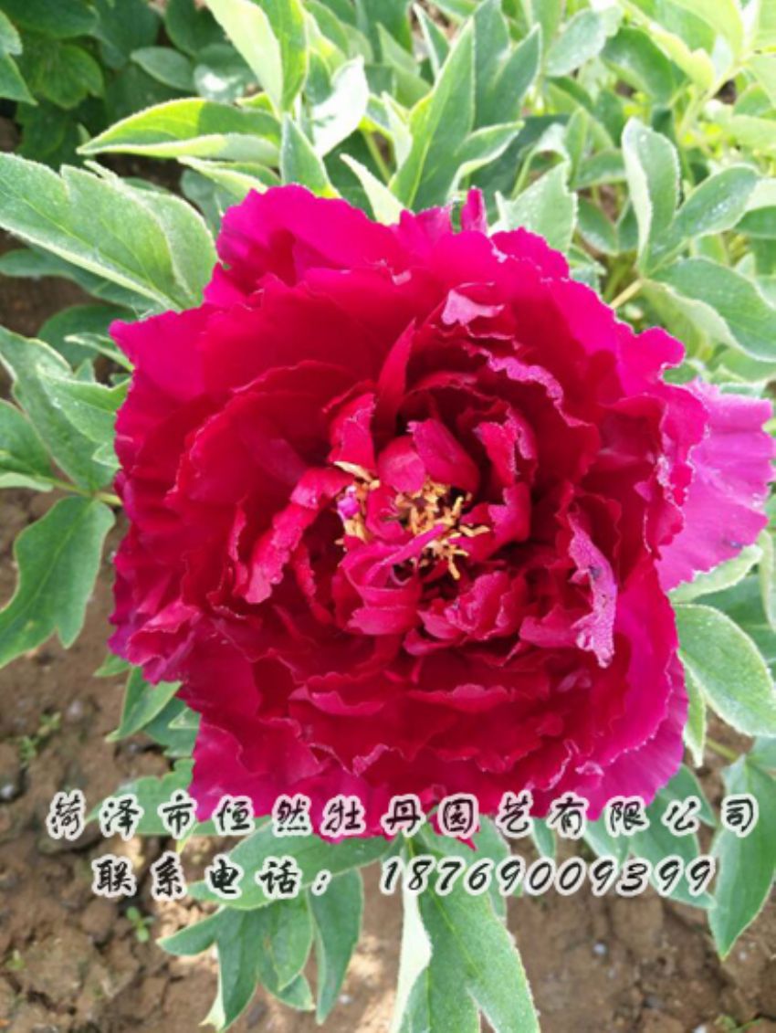 點(diǎn)擊查看詳細(xì)信息<br>標(biāo)題：紅色牡丹 閱讀次數(shù)：1825