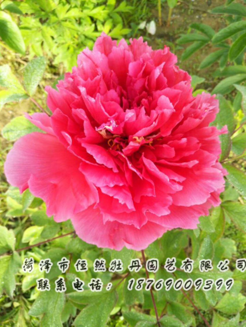 點(diǎn)擊查看詳細(xì)信息<br>標(biāo)題：紅色牡丹 閱讀次數(shù)：1869