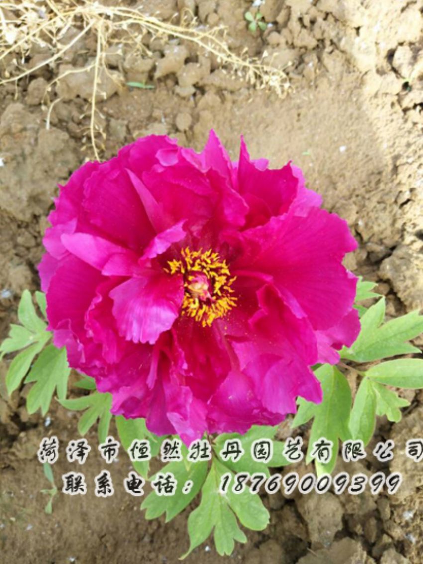 點(diǎn)擊查看詳細(xì)信息<br>標(biāo)題：紅色牡丹 閱讀次數(shù)：1920