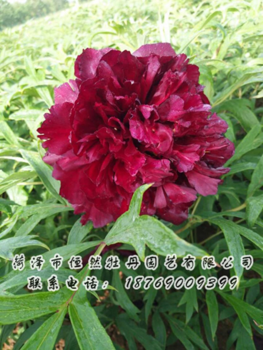 點(diǎn)擊查看詳細(xì)信息<br>標(biāo)題：黑色牡丹 閱讀次數(shù)：1904