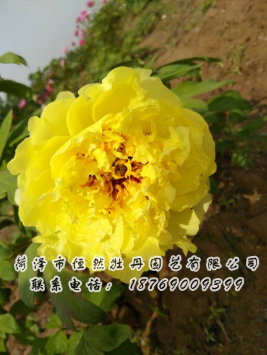 點(diǎn)擊查看詳細(xì)信息<br>標(biāo)題：黃色牡丹 閱讀次數(shù)：1906