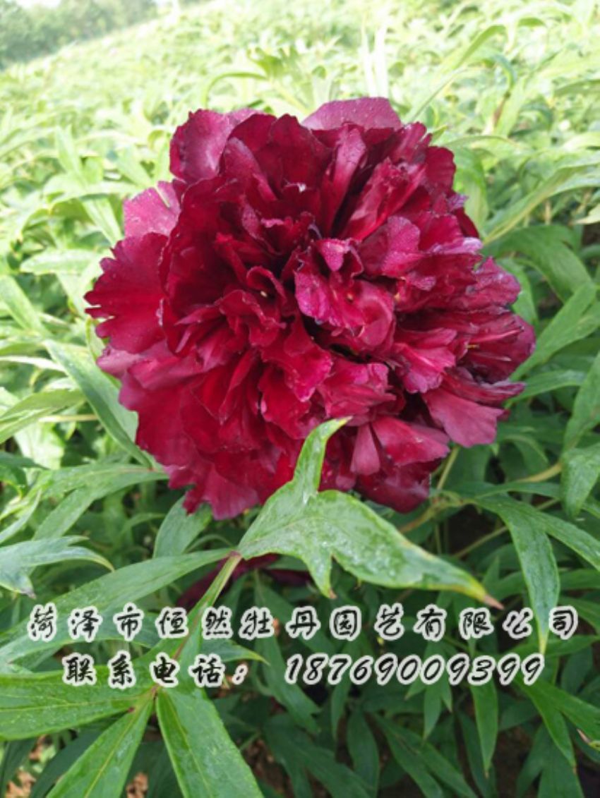 點(diǎn)擊查看詳細(xì)信息<br>標(biāo)題：黑色牡丹 閱讀次數(shù)：1783