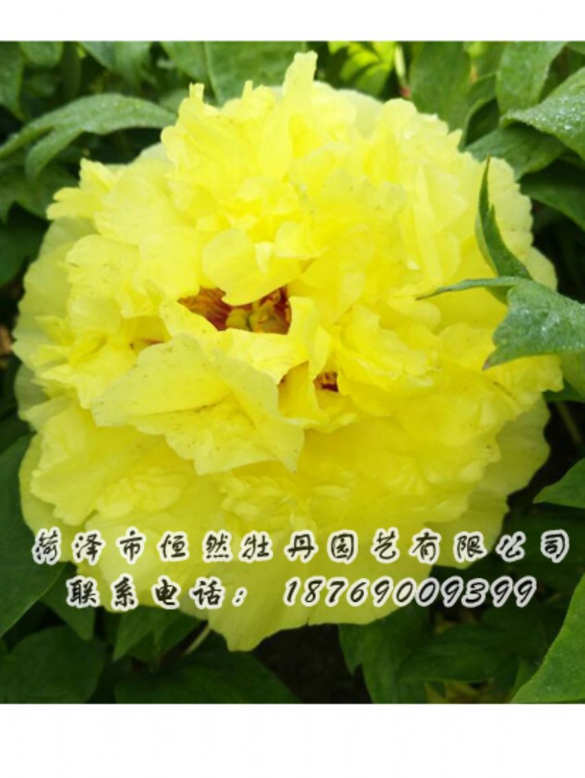 點(diǎn)擊查看詳細(xì)信息<br>標(biāo)題：黃色牡丹 閱讀次數(shù)：1980
