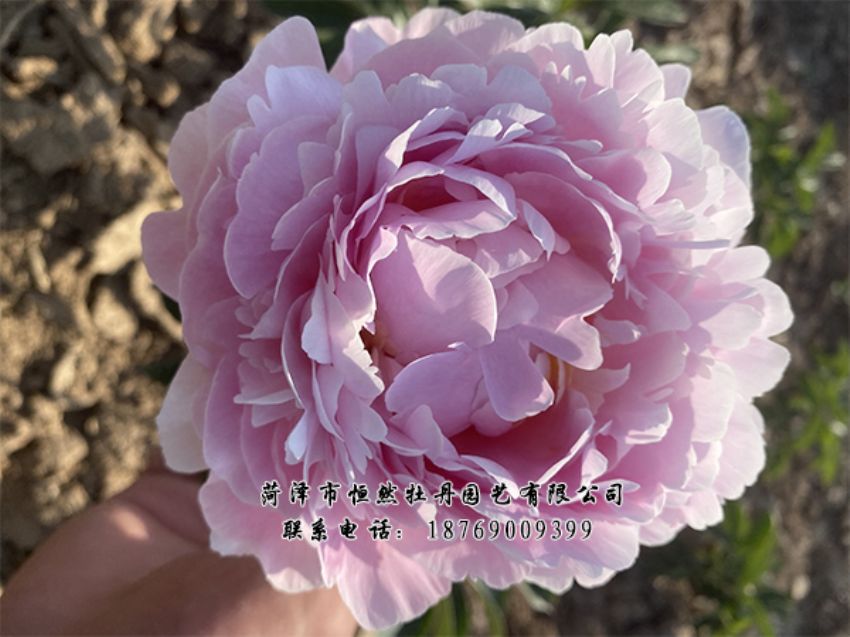 點(diǎn)擊查看詳細(xì)信息<br>標(biāo)題：進(jìn)口芍藥 閱讀次數(shù)：327