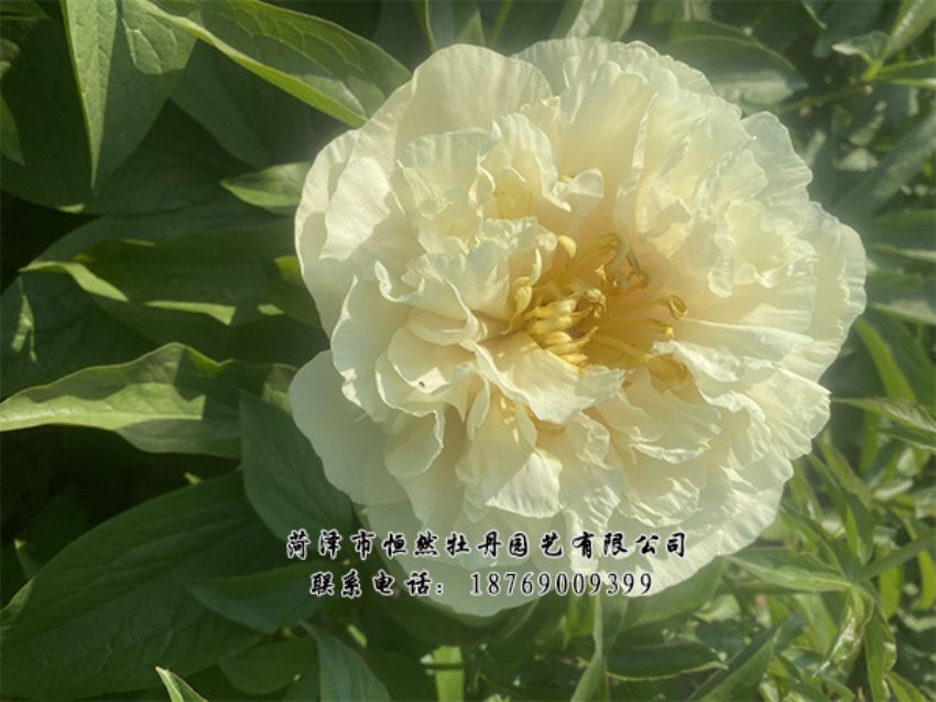 點(diǎn)擊查看詳細(xì)信息<br>標(biāo)題：進(jìn)口芍藥 閱讀次數(shù)：359
