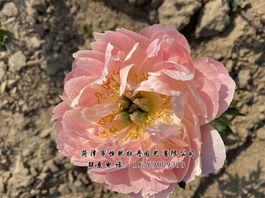點(diǎn)擊查看詳細(xì)信息<br>標(biāo)題：進(jìn)口芍藥 閱讀次數(shù)：355