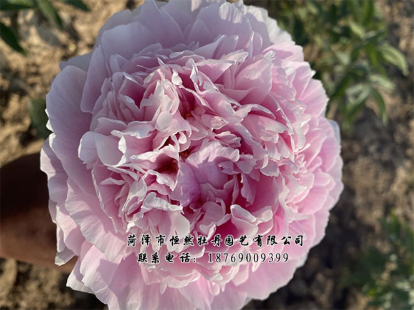 點(diǎn)擊查看詳細(xì)信息<br>標(biāo)題：進(jìn)口芍藥 閱讀次數(shù)：348