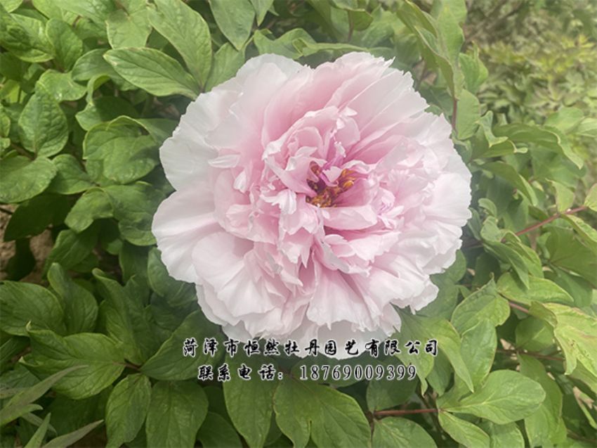 點(diǎn)擊查看詳細(xì)信息<br>標(biāo)題：進(jìn)口芍藥 閱讀次數(shù)：334
