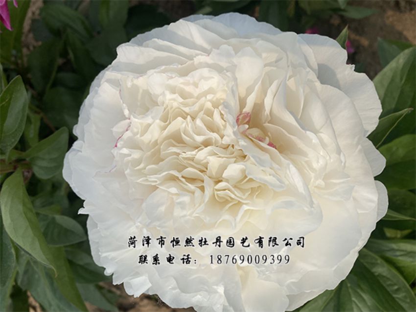 點(diǎn)擊查看詳細(xì)信息<br>標(biāo)題：進(jìn)口芍藥 閱讀次數(shù)：358