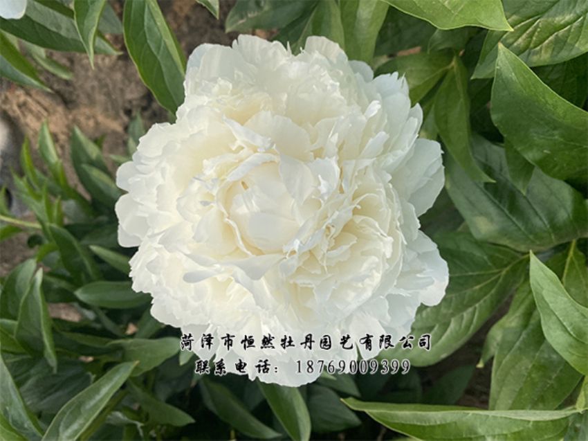 點(diǎn)擊查看詳細(xì)信息<br>標(biāo)題：進(jìn)口芍藥 閱讀次數(shù)：338