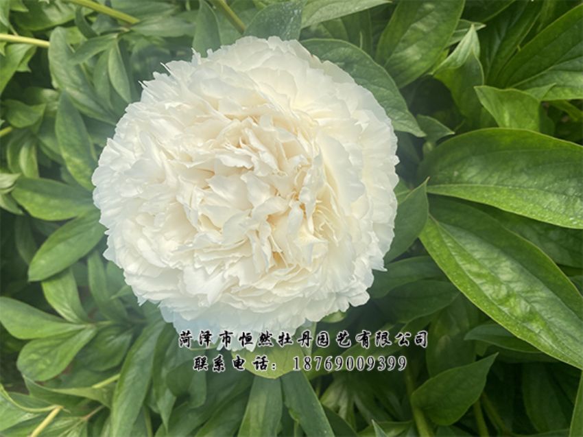 點(diǎn)擊查看詳細(xì)信息<br>標(biāo)題：進(jìn)口芍藥 閱讀次數(shù)：347