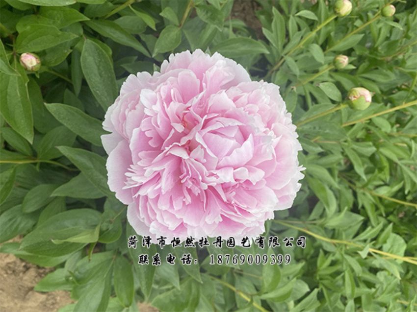 點(diǎn)擊查看詳細(xì)信息<br>標(biāo)題：進(jìn)口芍藥 閱讀次數(shù)：342