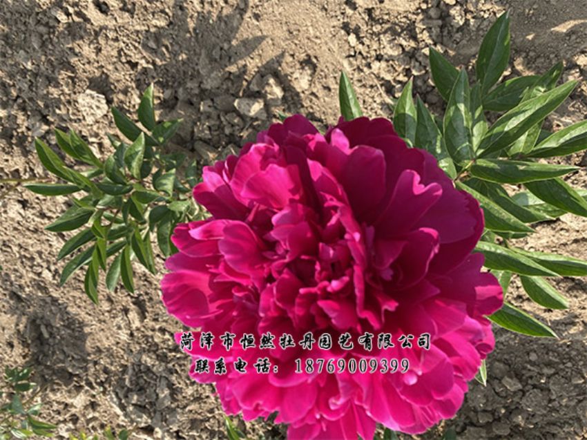 點(diǎn)擊查看詳細(xì)信息<br>標(biāo)題：進(jìn)口芍藥 閱讀次數(shù)：335