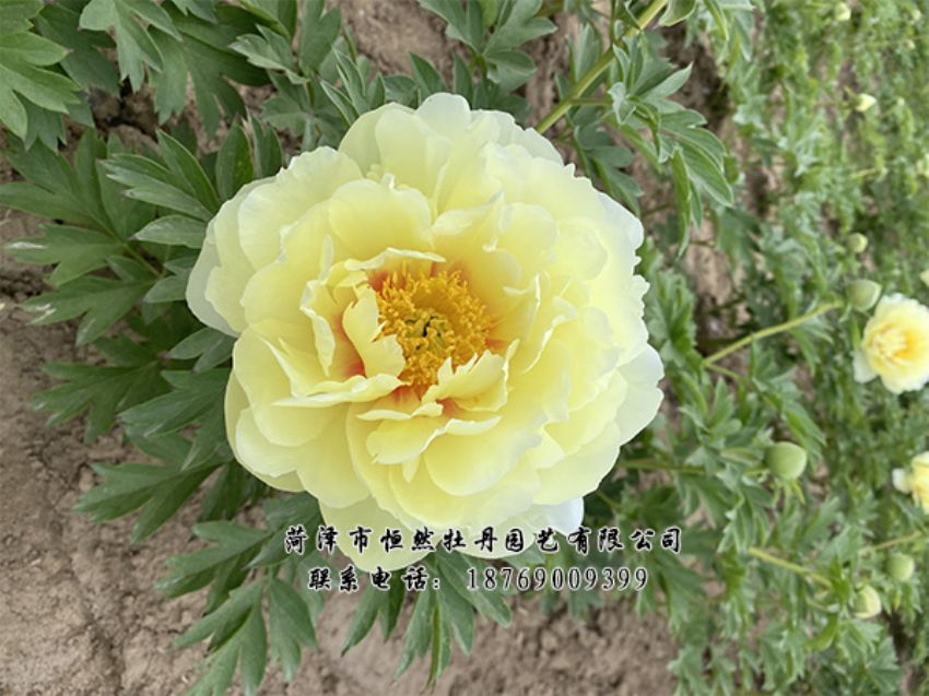 點(diǎn)擊查看詳細(xì)信息<br>標(biāo)題：進(jìn)口芍藥 閱讀次數(shù)：325