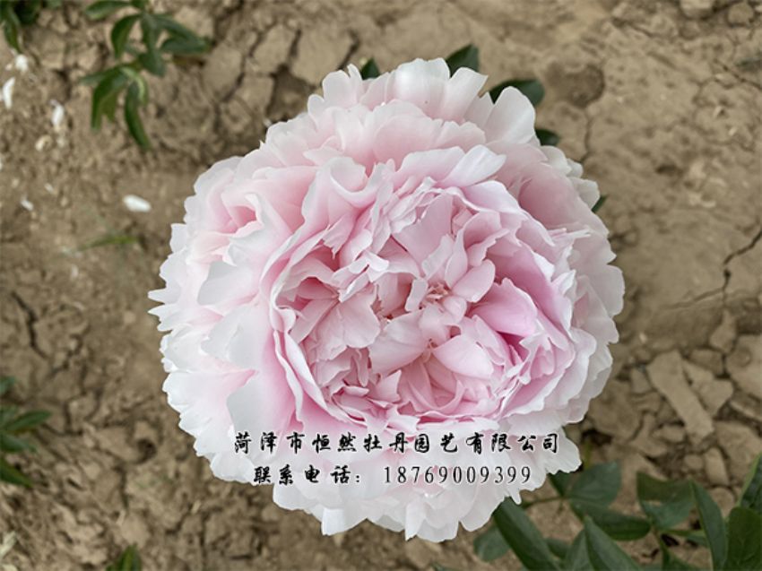 點(diǎn)擊查看詳細(xì)信息<br>標(biāo)題：進(jìn)口芍藥 閱讀次數(shù)：339