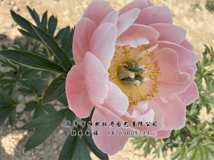 點(diǎn)擊查看詳細(xì)信息<br>標(biāo)題：進(jìn)口芍藥 閱讀次數(shù)：333