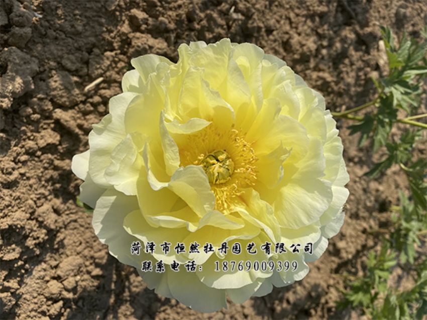 點(diǎn)擊查看詳細(xì)信息<br>標(biāo)題：進(jìn)口芍藥 閱讀次數(shù)：330