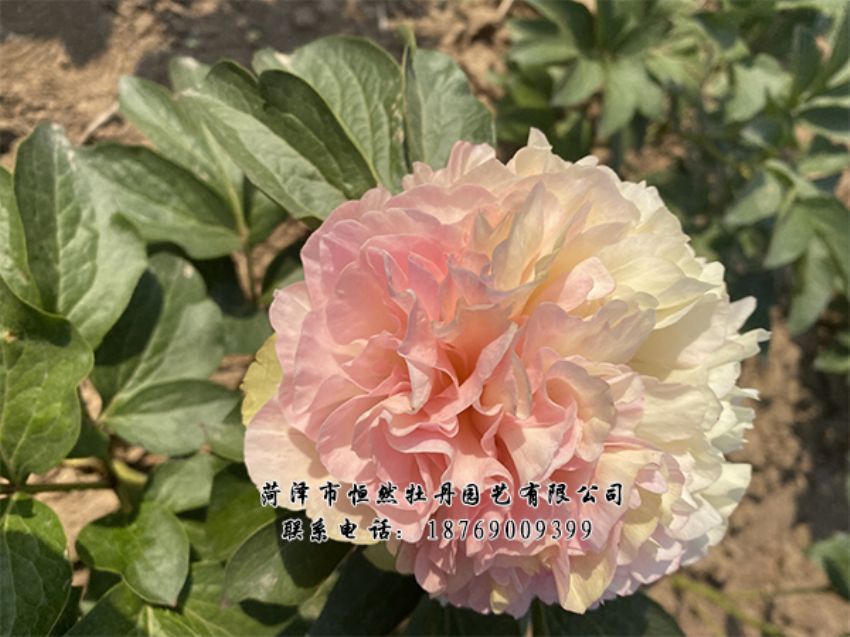點(diǎn)擊查看詳細(xì)信息<br>標(biāo)題：進(jìn)口芍藥 閱讀次數(shù)：349